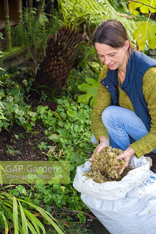 Woman mulching a garden border with spent hops