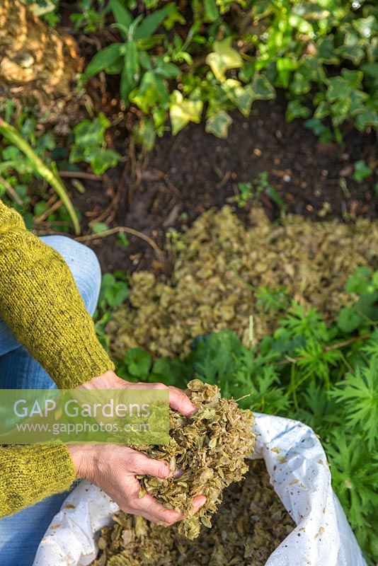 Woman mulching a garden border with spent hops