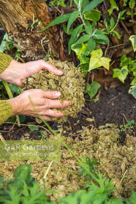 Mulching a garden border with spent hops