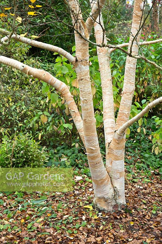Betula Ermanii 'Grayswood Hill' with gold and cream patterned bark 