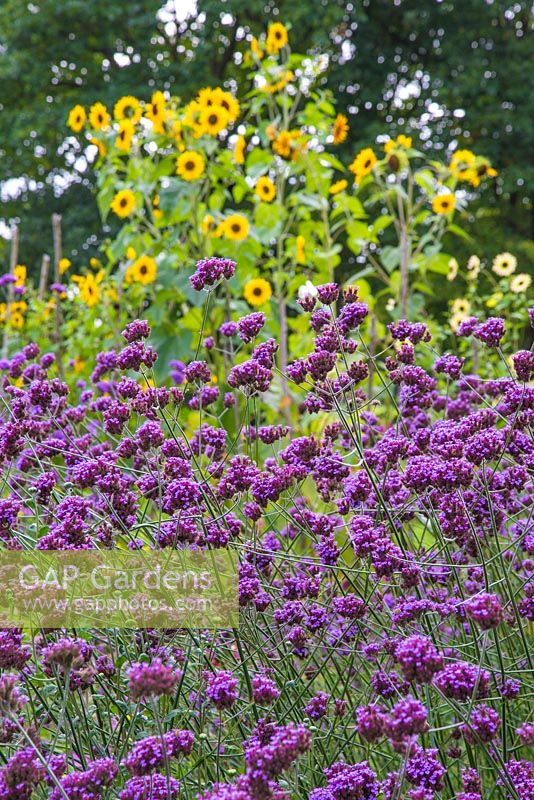 Verbena bonariensis with a view to a cluster of tall Helianthus - Sunflowers