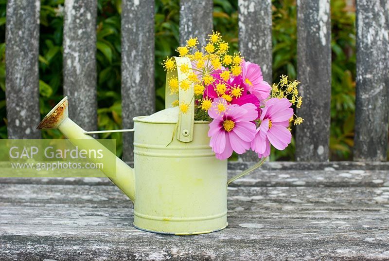Cut garden flower arrangement - pink cosmos and fennel flowers in childs watering can