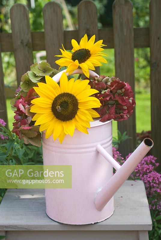 Cut garden flower arrangement - sunflowers and hydrangeas in pink watering can