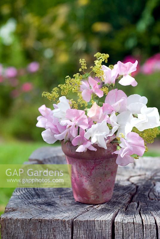 Cut garden flower arrangement - pink and white sweetpeas and alchemilla mollis in painted clay pot