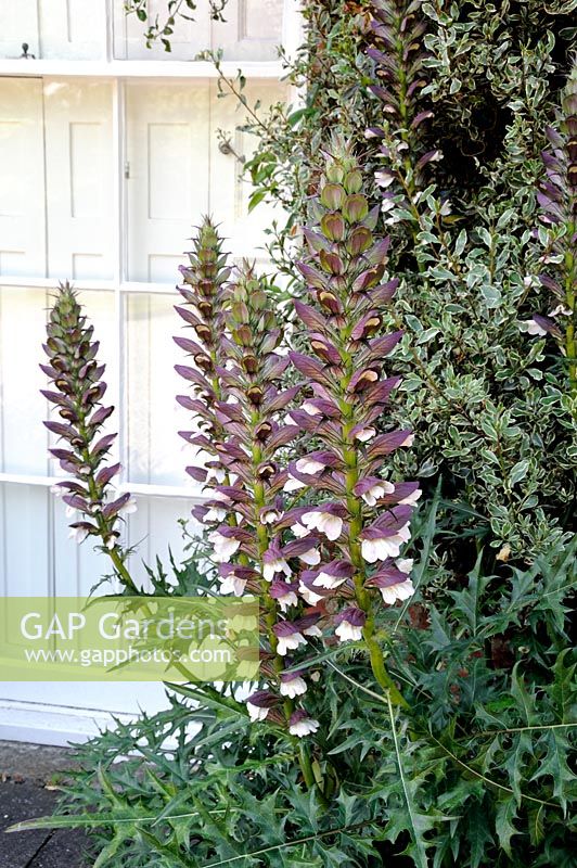 Acanthus - Bear's Breeches in front of window