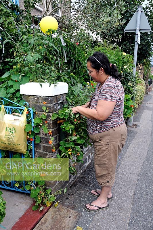 Woman on pavement attending to strawsberries in her front garden open under the NGS, Walthamstow, London Borough of Waltham Forest