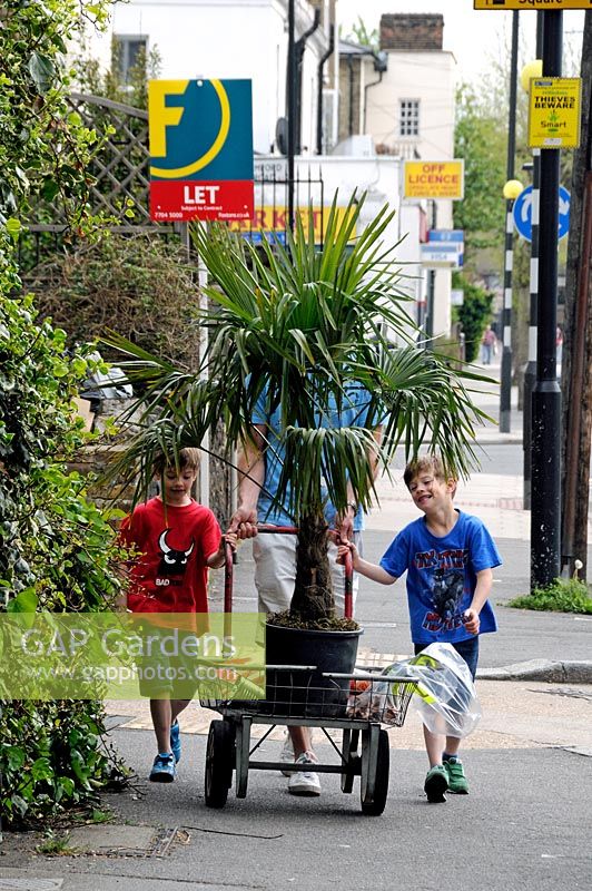 Palm being pushed along an Islington street in trolley with two small boys holding onto the handles - North London. 