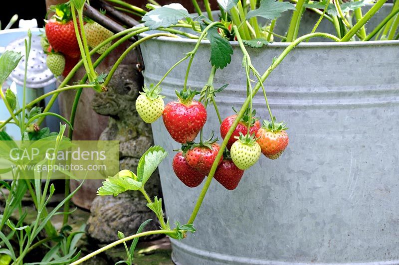Red and green strawberries hanging over gavanised pot, Holly Grove Gardens, Peckham Rye - open under the NGS