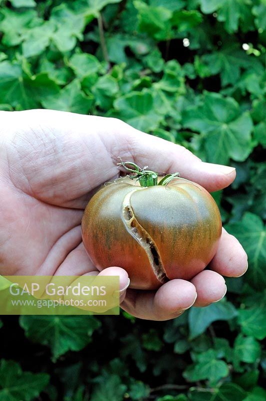 Solanum lycopersicum, split 'Black Russian' Heritage Tomato held in gardeners hand. Damage caused by irregular watering or variation of temperature