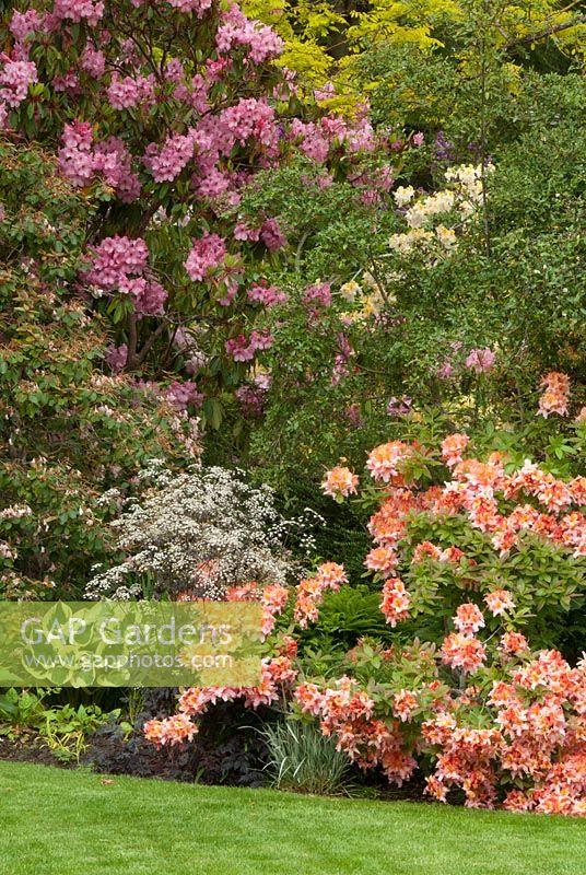 Spring border of Anthriscus sylvestris, Hosta and Rhododendron. Victoria BC, Canada