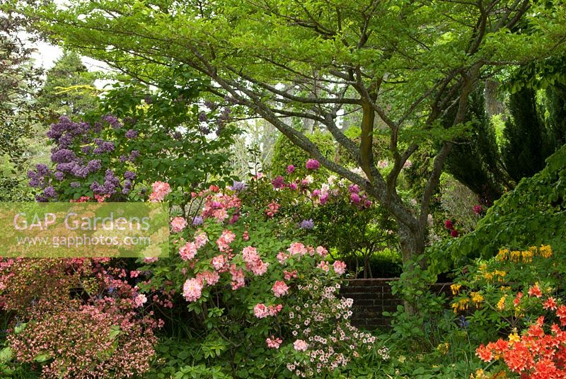 Spring border with Rhododendron and Syringa. Victoria BC, Canada