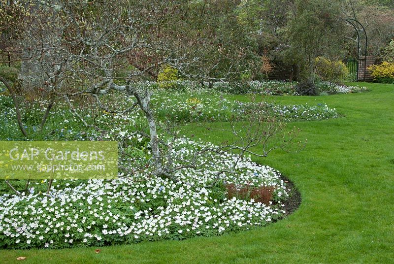 Garden overview with spring borders of Anemone. Victoria BC, Canada