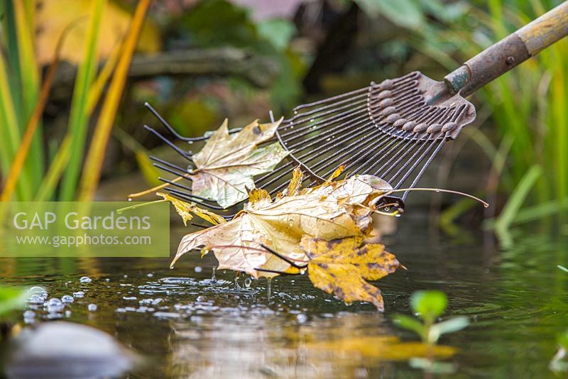 Using an old rake to remove leaves from a pond