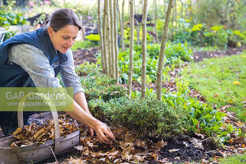Woman mulching a garden border with autumnal leaves