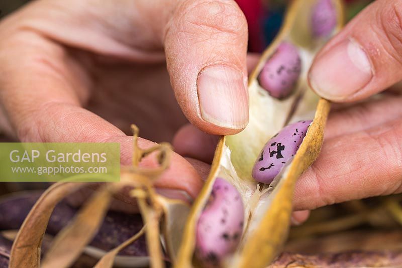 Collecting and storing beans of Runner Bean 'Wisley Magic'