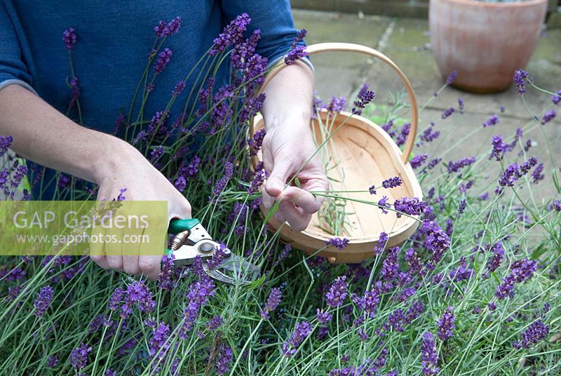Lady cutting Lavender, Lavandula 'Hidcote'