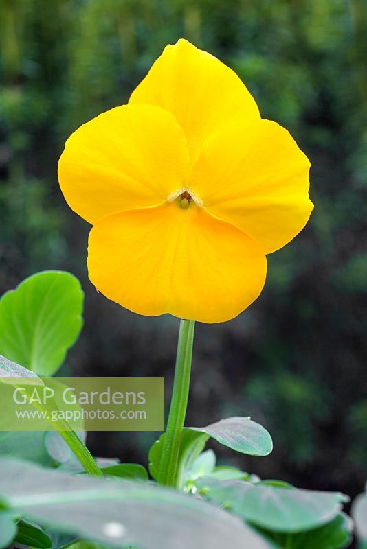 Viola x wittrockiana - Pansy 'Yellow XP' Panola series. 