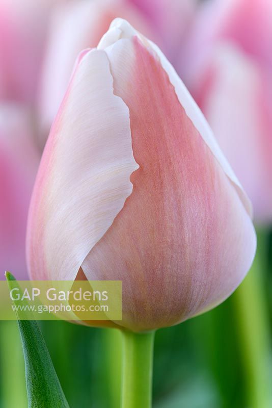 Tulipa 'Ollioules' AGM, Darwin Hybrid Group 