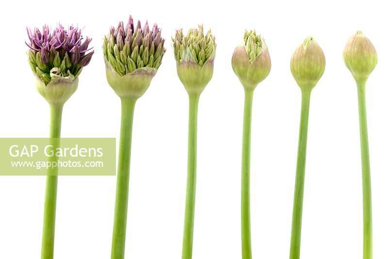 Allium stipitatum 'Violet Beauty'. Six flower buds in different stages of opening
