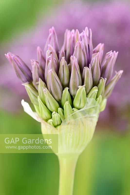 Allium stipitatum 'Violet Beauty' Flower bud 