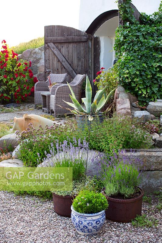 Seating area, wicker chairs and table on patio,  lavender in rustic pots, ivy climbing on wall, Agave in pot, climbing rose-rosa 'flammentanz', Greek terracotta urn