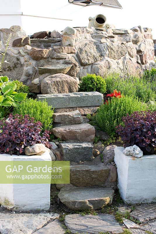 Stone steps in garden, sedum, lavender, stone wall