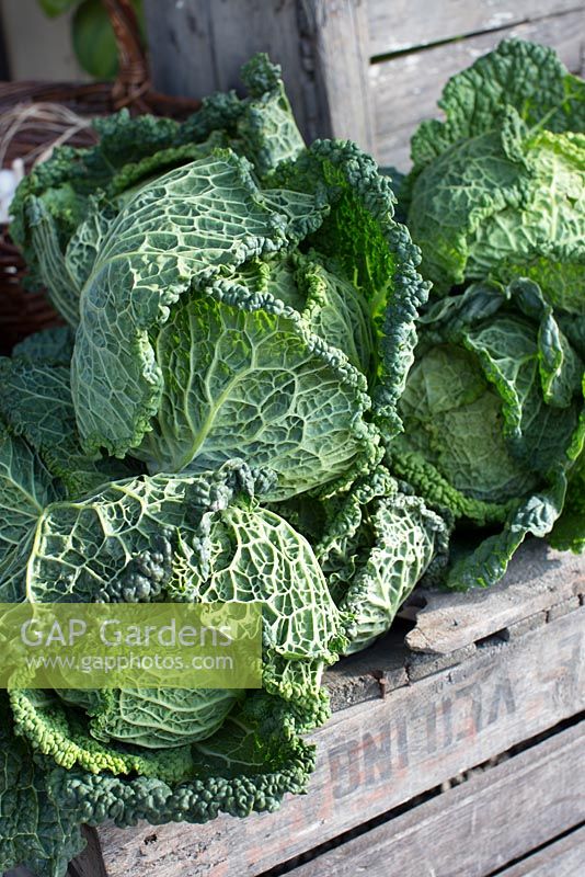 Harvested brassica - Savoy cabbages on wooden boxes in garden
