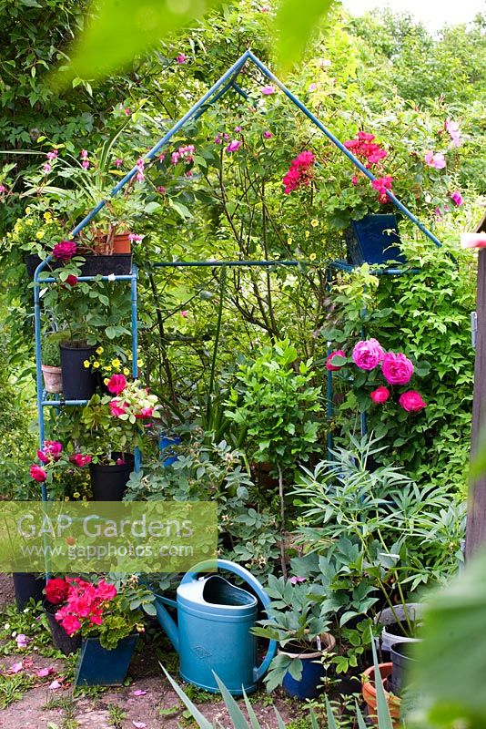 Metal frame with shelves used in garden for potted plants including rose, pelargonium, Lamprocapnos spectabilis 