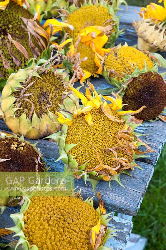 Helianthus annuus - Sunflower flowerheads drying for seeds