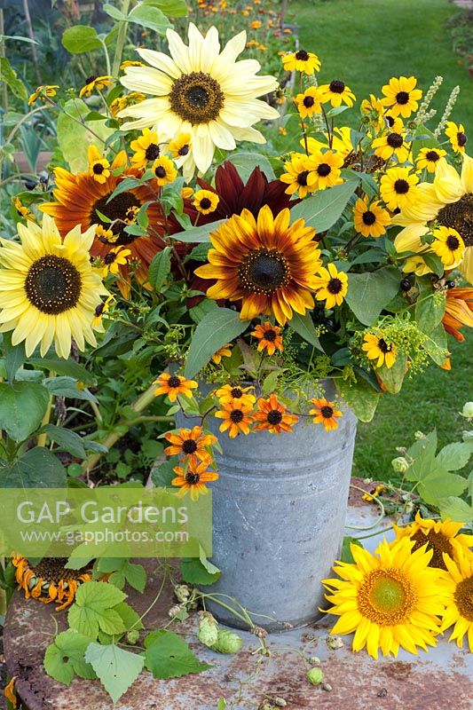 Sunflowers - Helianthus annus 'Valentine', 'Vanilla Ice' and 'Rio Carnival'  arranged with Rudbeckia triloba in old metal florist bucket