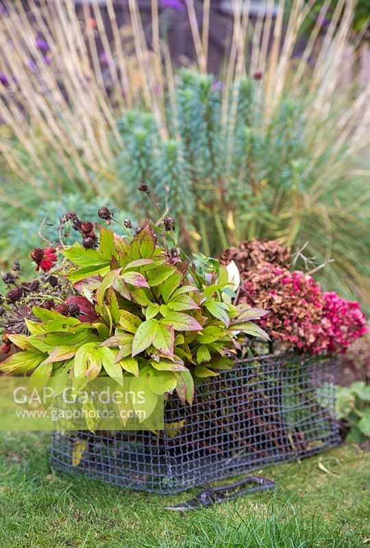 Wire basket containing green waste from cutting back plants. Solidago - Goldenrod, Heleniums, Paeony, Hydrangea and Aster 'Little Carlow'