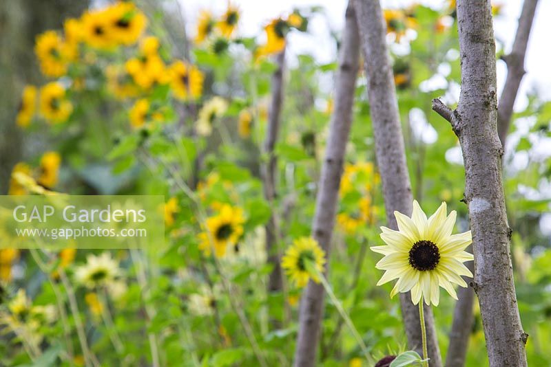 Helianthus - Sunflower growing beside hazel sticks, with a view to an abundance of sunflowers beyond 