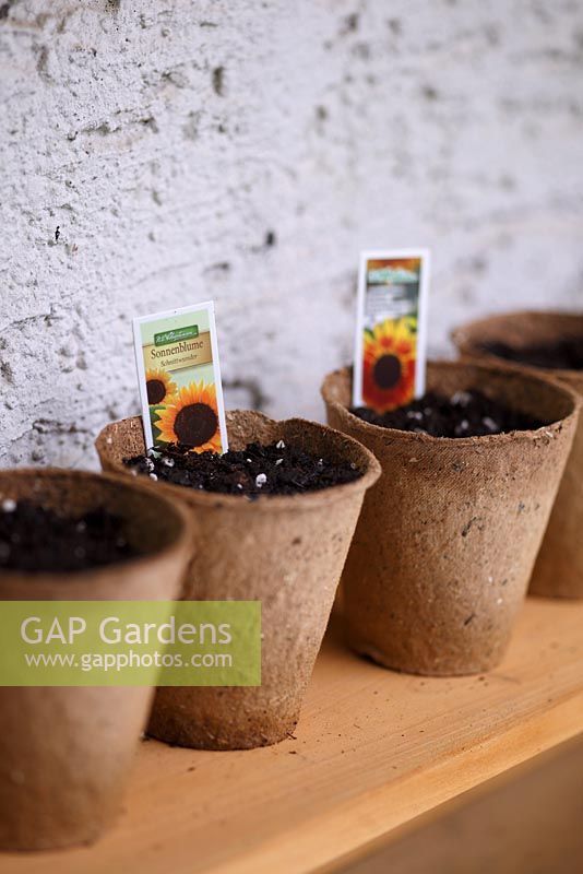Growing sunflowers 'Ring of Fire' and 'Schnittwunder' in peat pots - planted pots with Helianthus seeds on shelf, May, Stuttgart, Germany