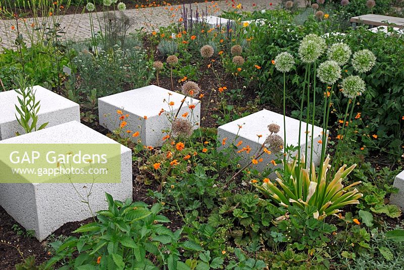 White cubes in border with Allium 'Mount Evereste', June, Sigmaringen, Germany