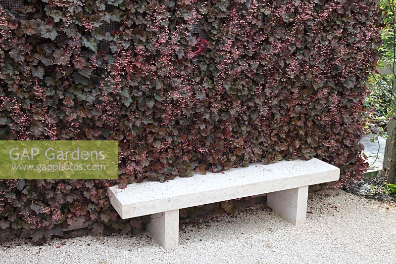 Living wall planted with Heuchera with stone bench, June, Sigmaringen, Germany 