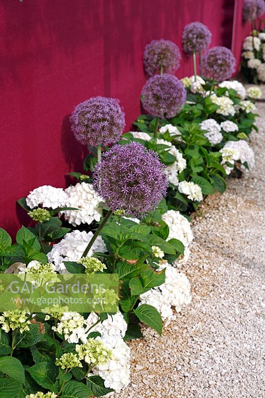 Allium and Hydrangeas in a small bed in front of a purple screen, June, Sigmaringen, Germany