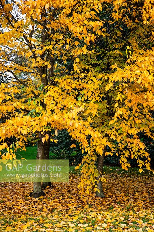 Betula lenta trees in autumn colour