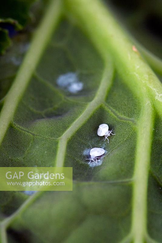 Whitefly on outdoor brassica leaves