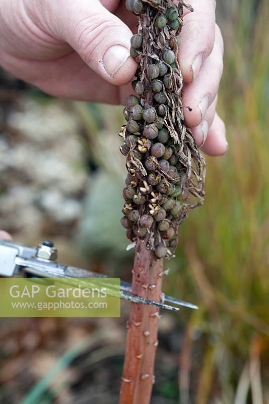 Harvesting and sowing Kniphofia caulescens - Red Hot Poker seeds. Collecting seeds