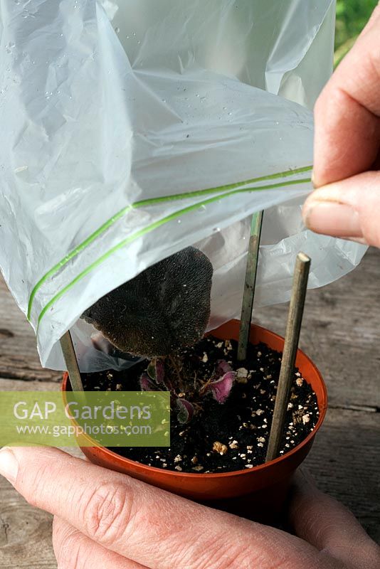 Potting up Saintpaulia - African Violet cuttings. Cover with plastic bag