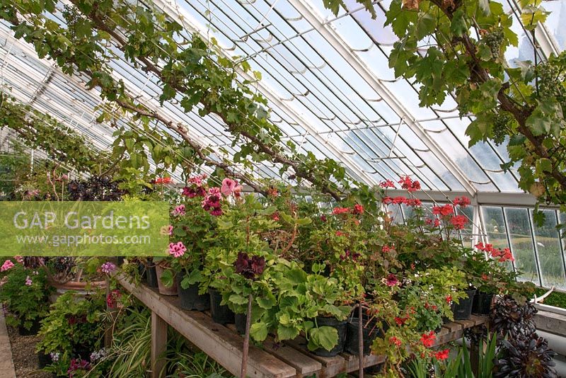 Arundel Castle vinery lean-to greenhouse with grape vines, Pelargoniums and Aeonium