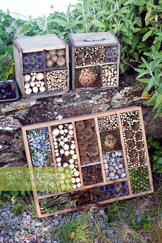 Homemade insect boxes made using dried flower heads and stems