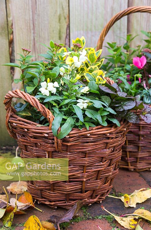 Wicker basket container planted with Euonymus - Spindle, Ajuga, Viburnum and Cheiranthus - Wallflowers