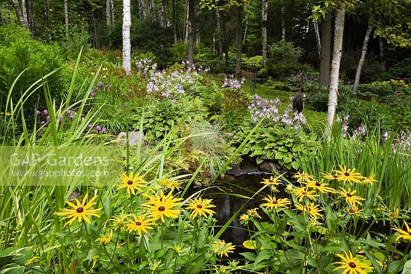 Yellow rudbeckia - coneflowers next to pond with typha latifolia - common cattails bordered by mauve flowering hostas in summer