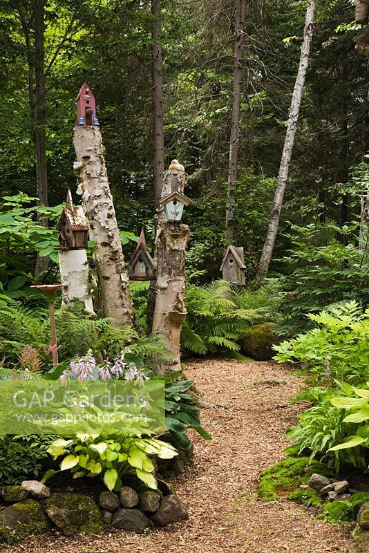 Cedar mulch path leading through woodland garden with birdhouses on betula - birch tree stumps, pteridophyta - ferns and hostas, summer