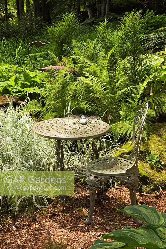 Phalaris arundinacea 'Picta' - Ornamental ribbon Grass planted next to bistro style cast iron table and chair with pteridophyta - ferns 