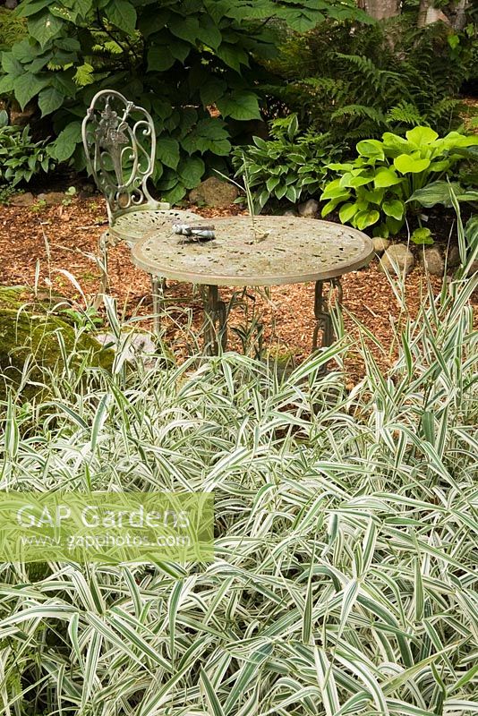 Phalaris arundinacea 'Picta' - ornamental ribbon grass and bistro style cast iron table and chair in summer