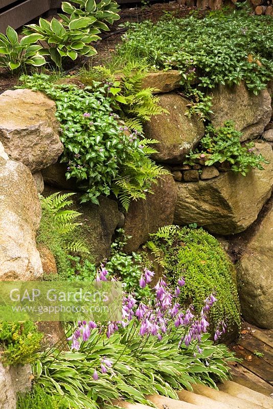 Hostas, pteridophyta, ferns and purple lamium maculatum - deadnettle growing on top of a stone wall with mauve flowering in the foreground and sedum acre - stonecrops, summer