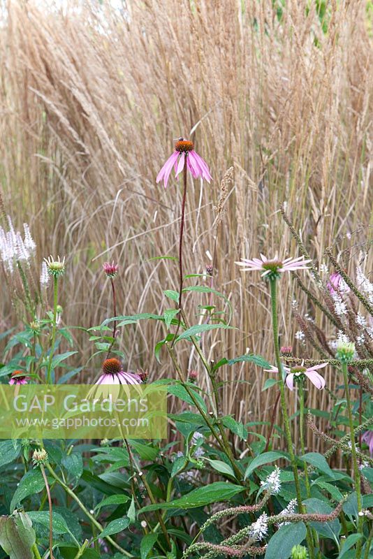 Echinacea and grasses in late summer garden border