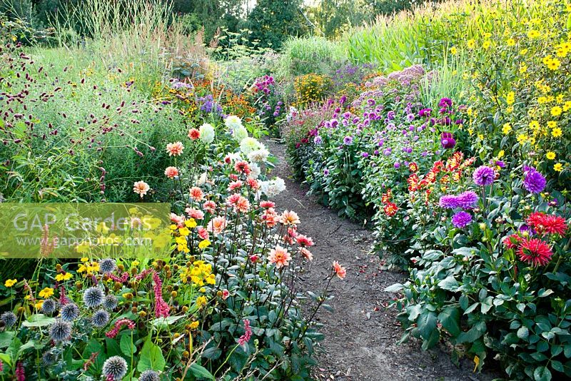 Pathway through colourful summer borders filled with flowers 